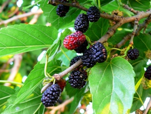 e0097615_10524645.jpg