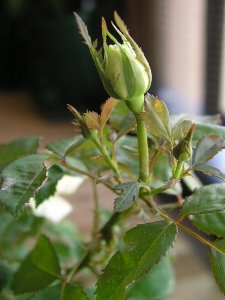 b0031925_1058424.jpg