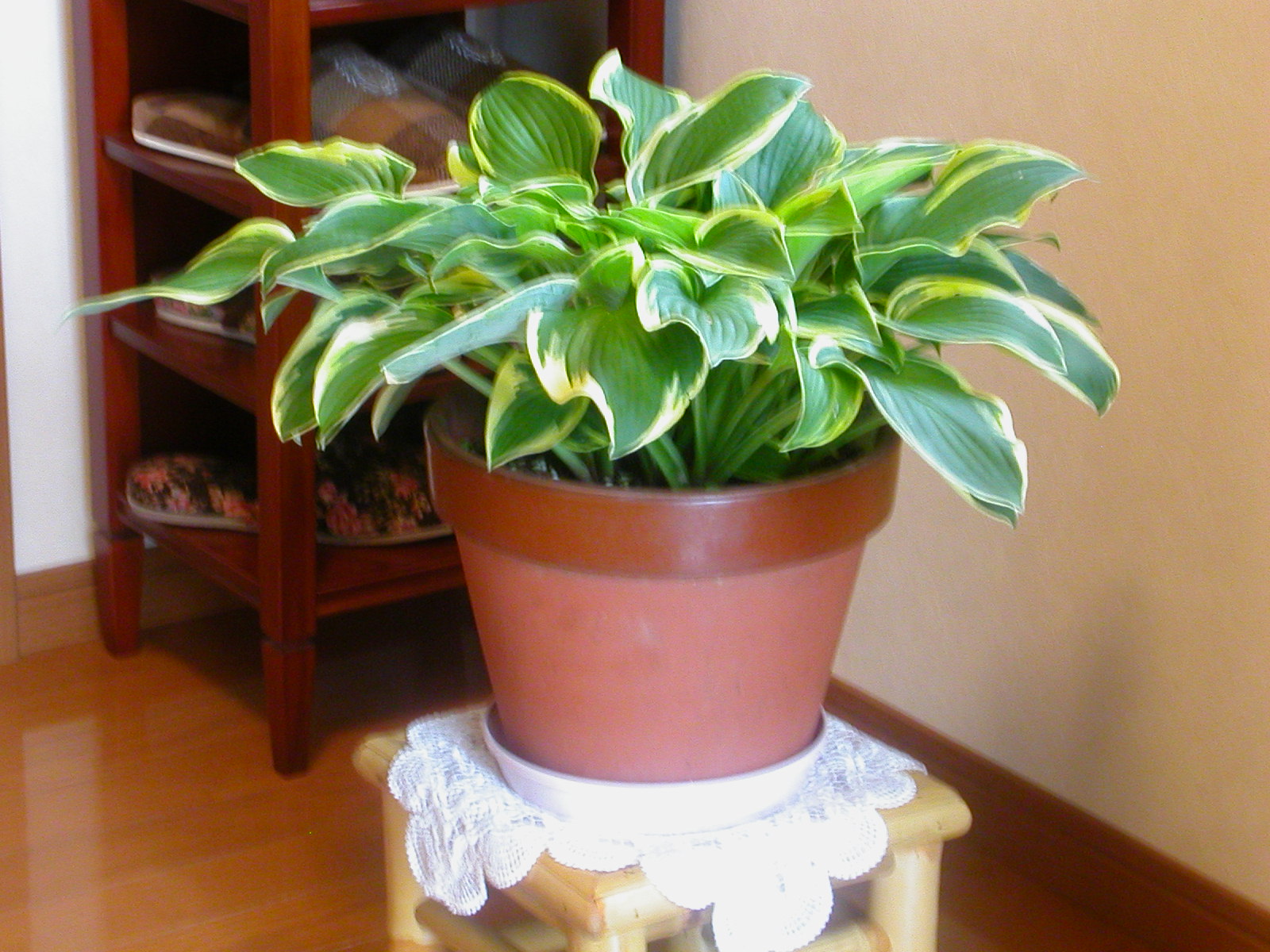 e0033229_21144990.jpg