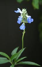 e0057640_16403042.jpg