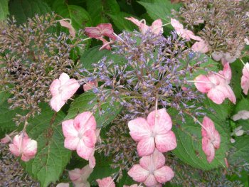 c0072847_15274699.jpg