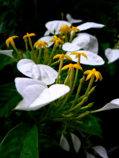 d0091754_20413314.jpg