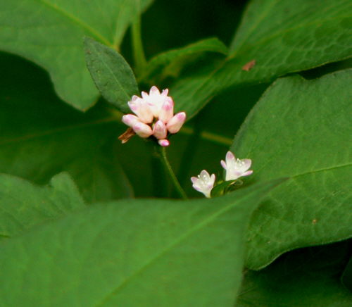 d0091754_2093932.jpg