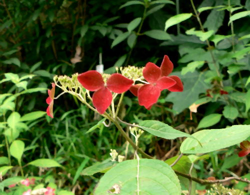 d0091754_23203459.jpg