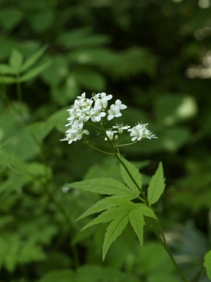 d0025568_8585621.jpg