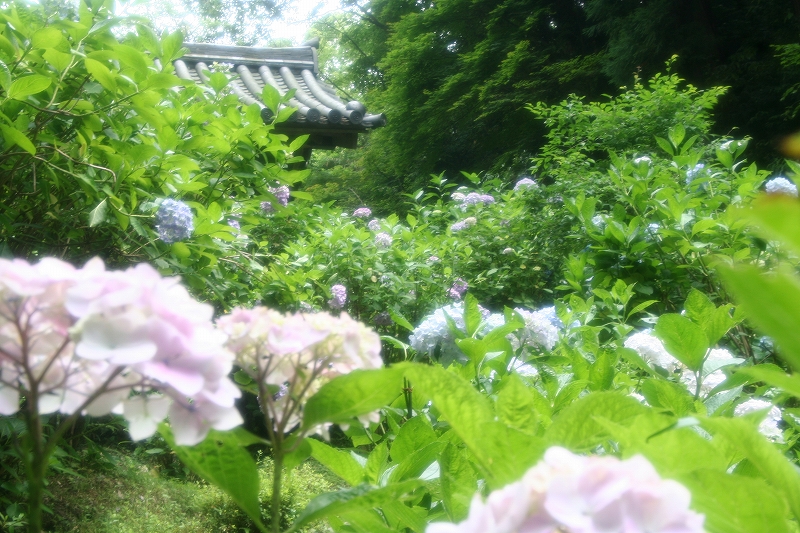 e0024081_21524414.jpg