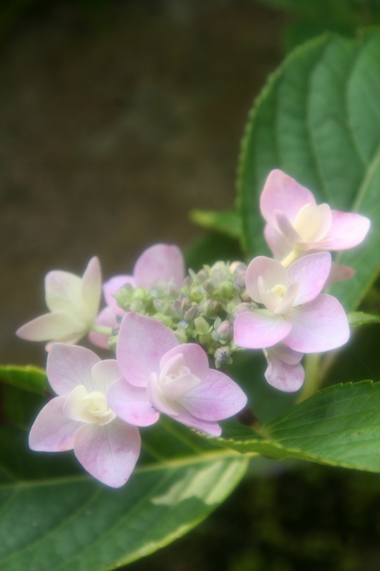 e0024081_21531736.jpg