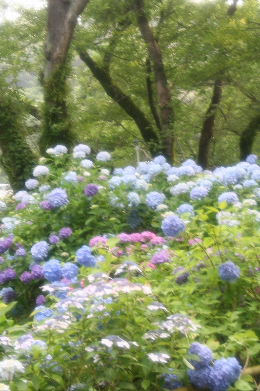 e0024081_2263085.jpg