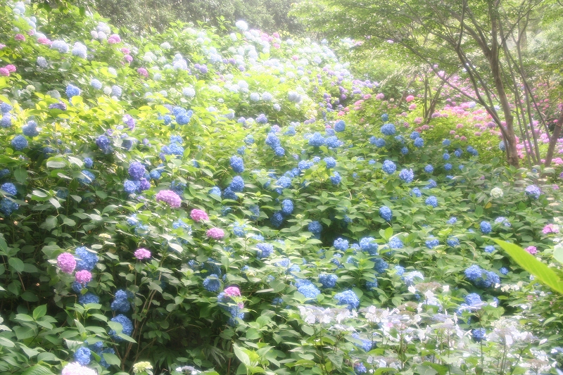 e0024081_229546.jpg