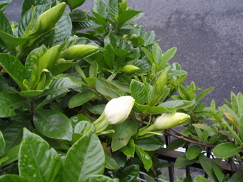 f0130894_2127144.jpg