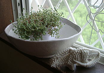 f0082396_1037302.jpg