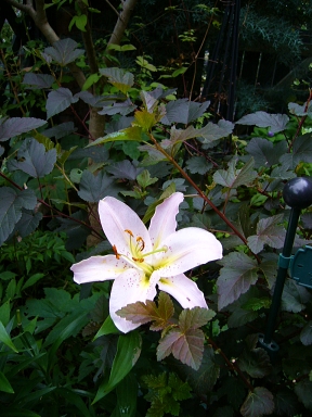 f0065604_0523778.jpg