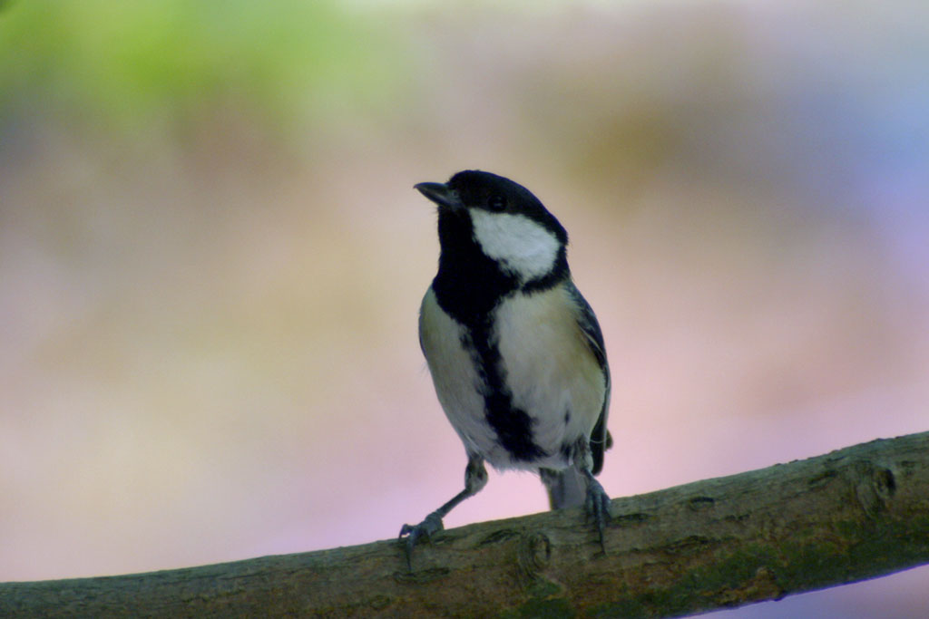 d0085715_05586.jpg