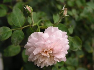 b0031925_943116.jpg