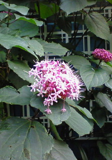 e0088684_232276.jpg