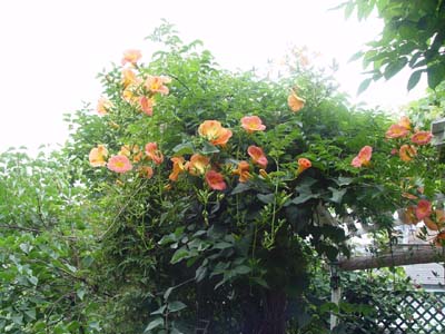 e0008586_22205971.jpg