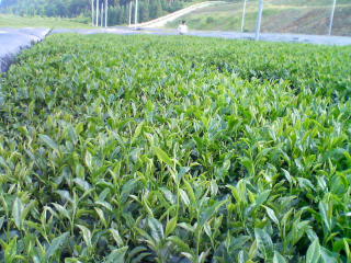 d0014229_028829.jpg