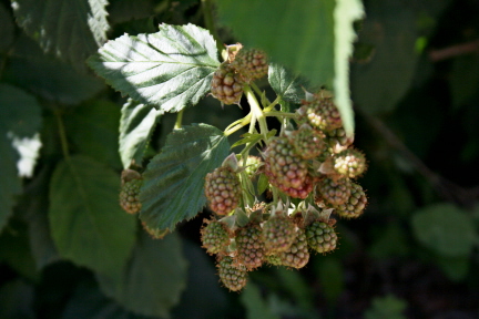 e0104941_3415746.jpg