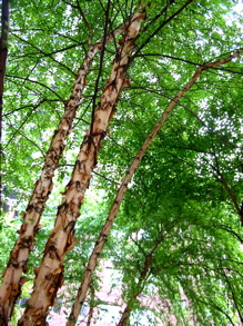 a0087045_1229875.jpg