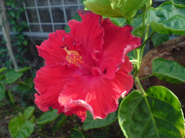 e0050449_23301932.jpg