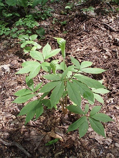 e0004756_203385.jpg