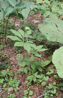 e0004756_20352489.jpg