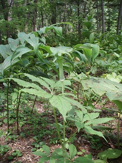 e0004756_2039083.jpg