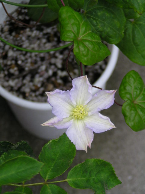 f0074659_2343685.jpg