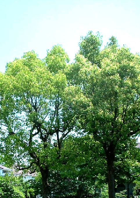b0032167_22165355.jpg