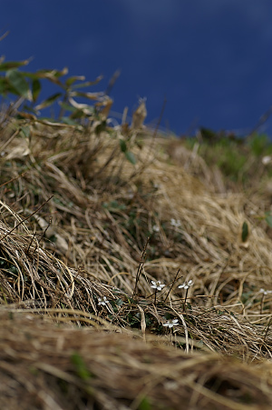 e0054067_7543779.jpg