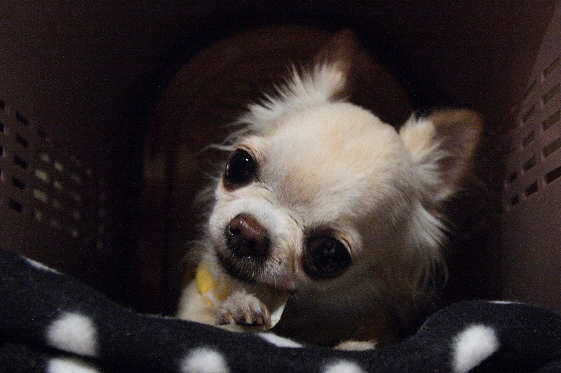 a0016775_23133679.jpg