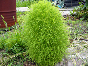 e0099905_22103914.jpg