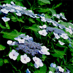 c0011009_15215862.jpg