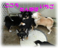 b0078030_127176.gif