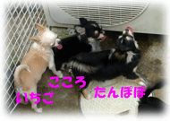 b0078030_1274612.gif