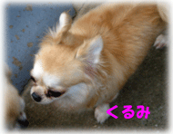 b0078030_130919.gif