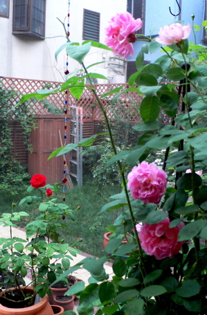 d0038533_1621324.jpg