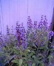 c0042941_22562290.jpg