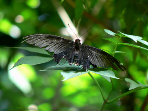 d0091754_343374.jpg