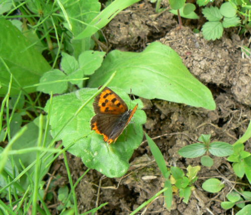 d0091754_3571928.jpg
