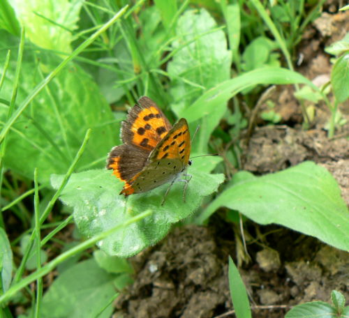 d0091754_3573171.jpg
