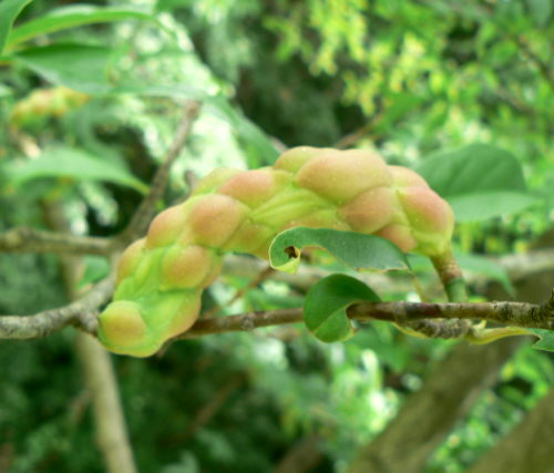 d0091754_4122999.jpg