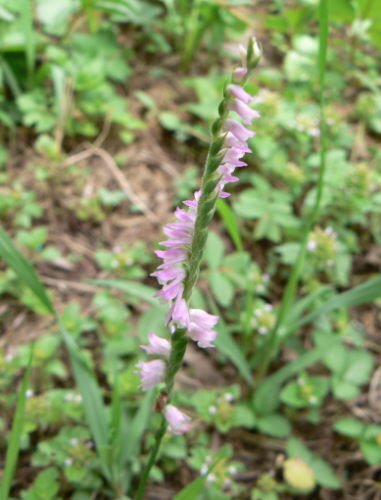 d0091754_4234815.jpg