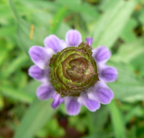 d0091754_4435131.jpg