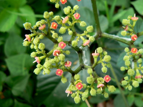 d0091754_464142.jpg