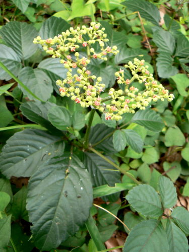 d0091754_473445.jpg