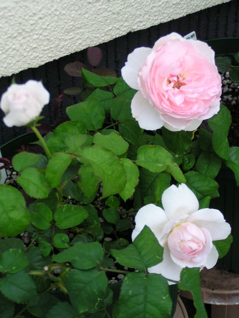 f0074659_2140148.jpg