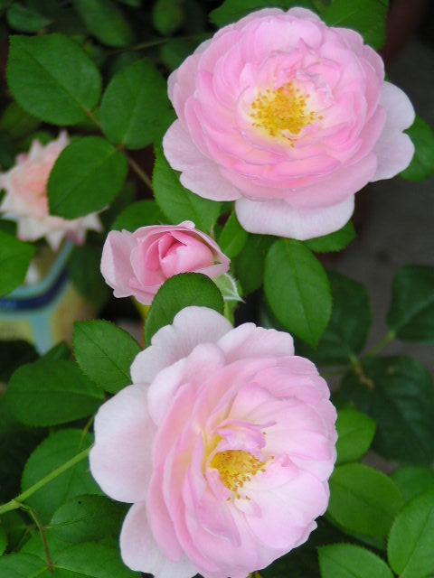 f0074659_2142096.jpg