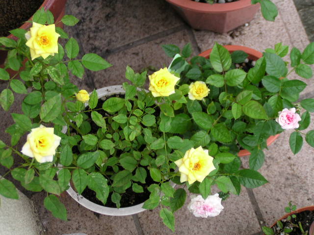 f0074659_21424838.jpg