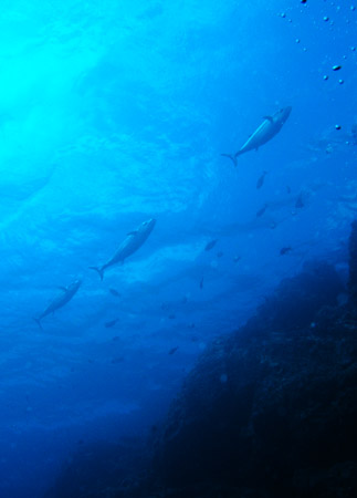 b0062363_1930636.jpg